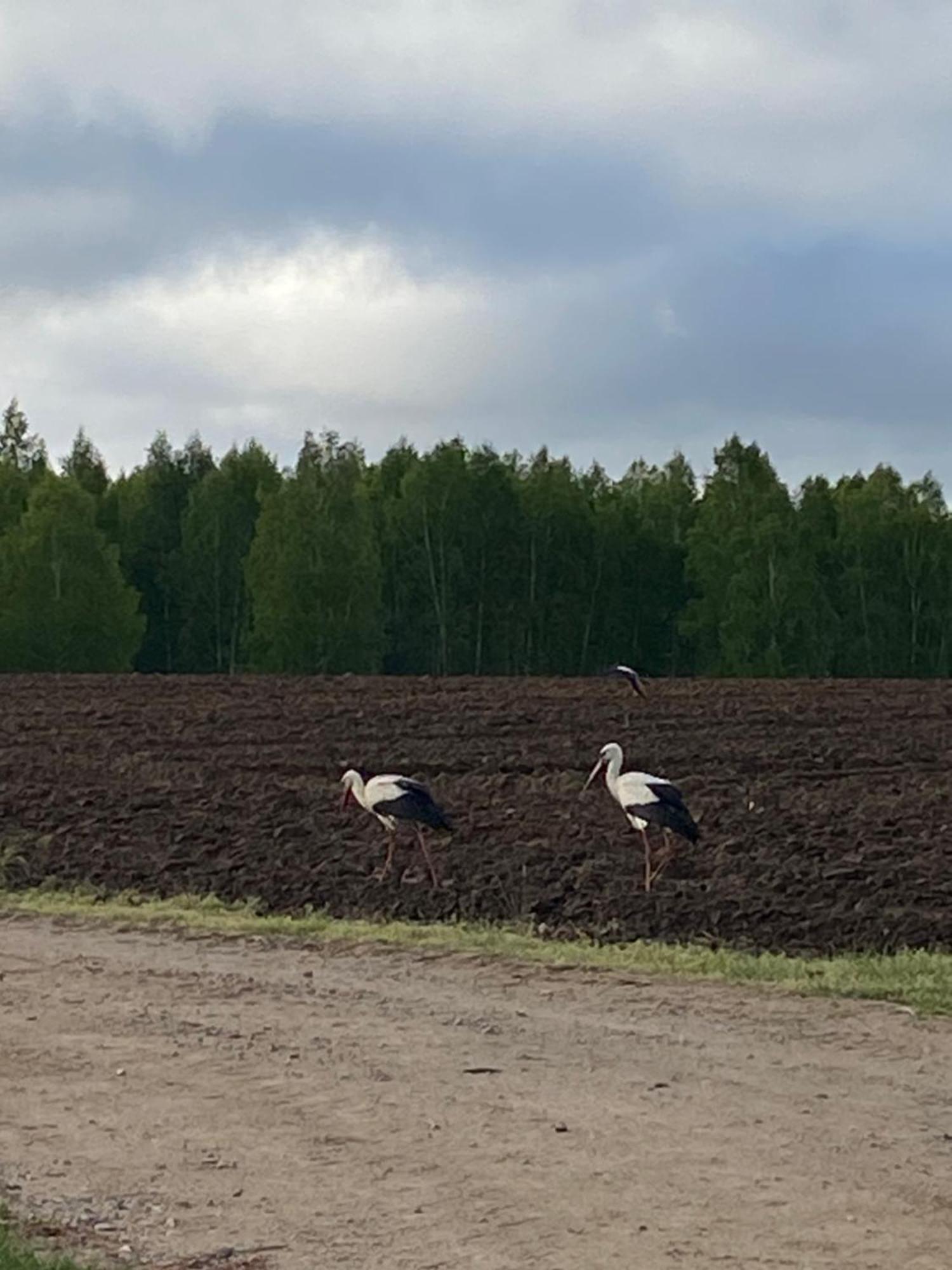 Mazurska Stodola Na Polwyspie Pilchowskim Pilchy Экстерьер фото